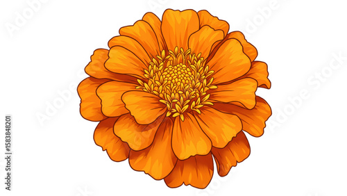 A vibrant marigold blossom showcases detailed petals, ideal for botanical designs, floral patterns, or springtime-themed creative projects.