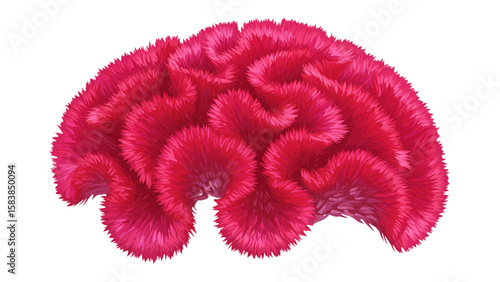 Crimson cock's comb floral graphic, a vibrant design of a Celosia cristata, perfect for botanical projects and eye-catching visuals.