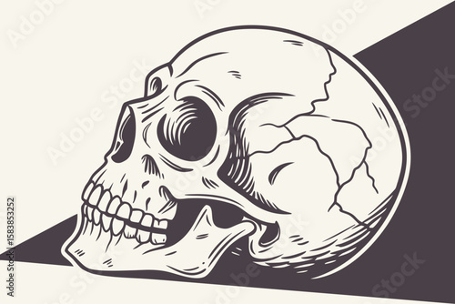 Human skull graphic with dark background skeleton bone