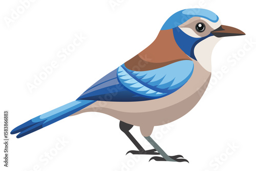 Colorful Illustration of a Perched Scrub Jay Bird with Blue and Brown Plumage