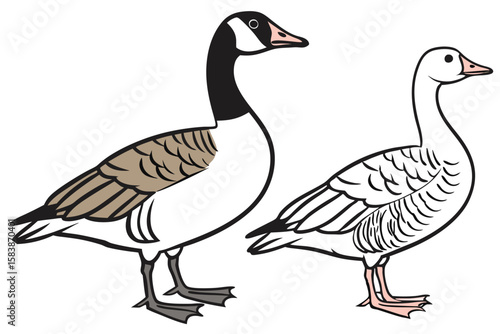 Canada Goose and Domestic Goose Vector Illustration Detailed Bird Artwork