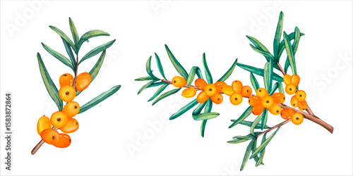 Vector watercolor set of sea buckthorn branch and berries. Sea buckthorn branch close-up, isolated. Orange juicy sea buckthorn berries on transparent background. Healthy autumn berries