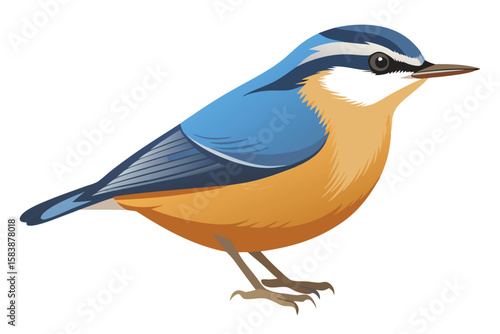 Photos Colorful Nuthatch Illustration Detailed Bird Art Bright Colors Birdwatching Wild