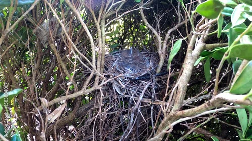 Brown trasher (Toxostoma rufum) . 
One of the videos in the series filmed during the nesting