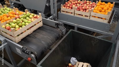 Overhead View of Unsorted Produce Dumped into Waste Bin on Factory Conveyor Belt