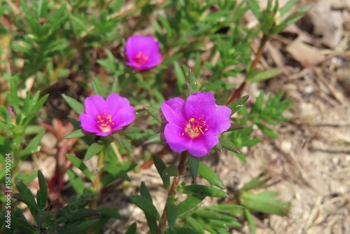 Portulaca Oleracea flowers, common purslane in Florida nature, closeup