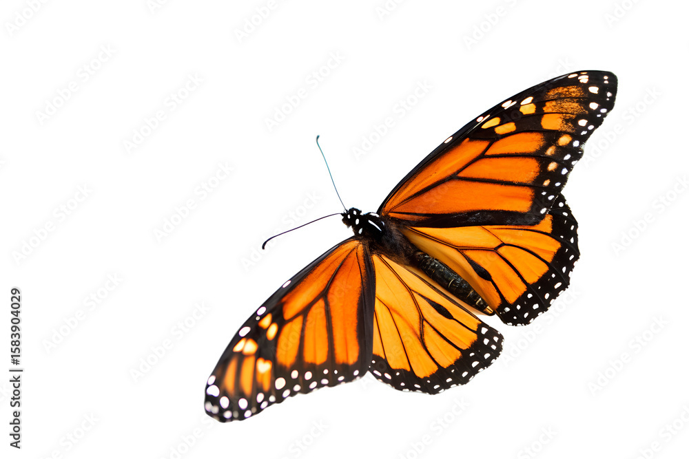 Obraz premium Elegant Monarch Butterfly on White A Captivating Close-Up for Nature and Wildlife Enthusiasts, Stock Photo