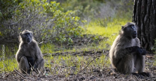 Baboon couple sitting around 