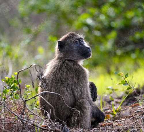 Young baboon gazing in the forest