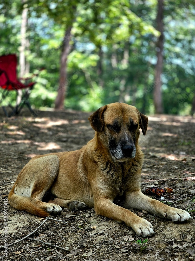 Fototapeta premium golden retriever dog
