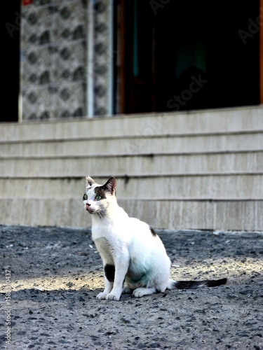 Wallpaper Mural cat and dog Torontodigital.ca
