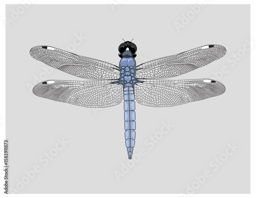 Blue Dasher Dragonfly with wings spread open and view from above