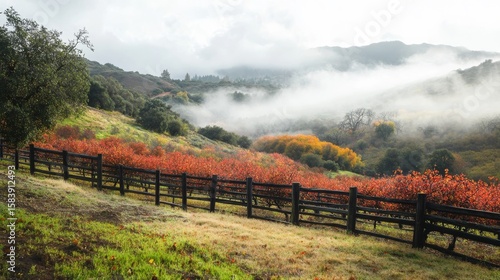 Red trees on hill, valley fog, autumn orchard.