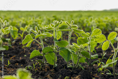 Fotografía Young soybean plants are emerging from rich soil in a vast agricultural field wh