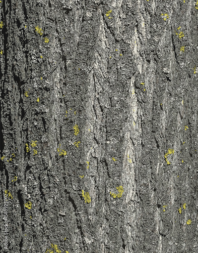 Vector illustration of Japanese pagoda tree bark detail. Latin name is Styphnolobium japonicum, Sophora japonica.
