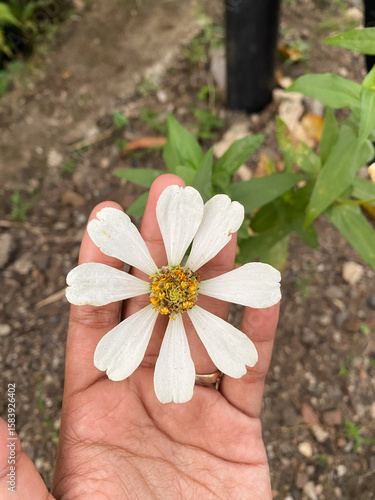 Close up of holding a white flower with a yellow pistil.