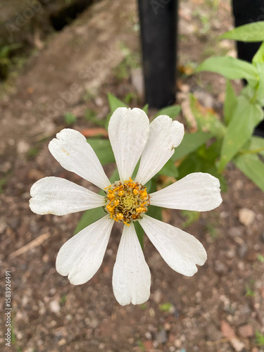 Close up of holding a white flower with a yellow pistil.