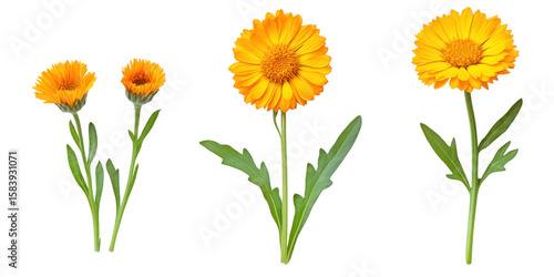Fototapeta Naklejka Na Ścianę i Meble -  Three calendula flowers illustration on transparent png background