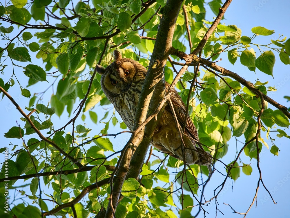 Fototapeta premium Uszatka (zwyczajna), sowa uszata - Asio otus, long-eared owl