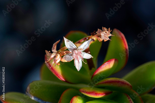 Jade Plant flowers (Crassula ovata)