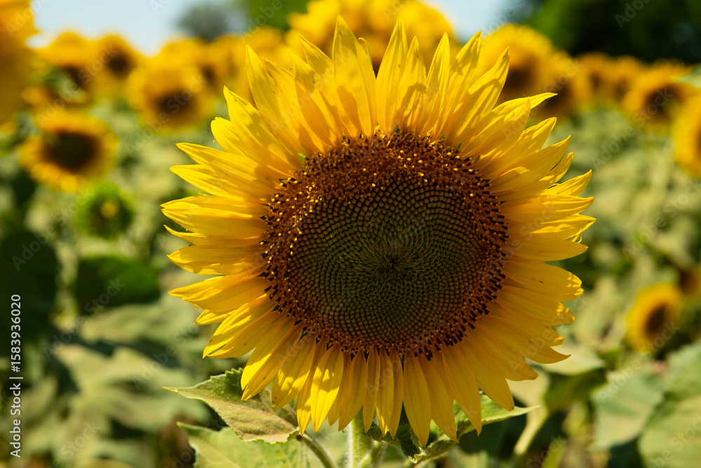 Close-up of a blooming sunflower in a field Close-up of a blooming sunflower in a field