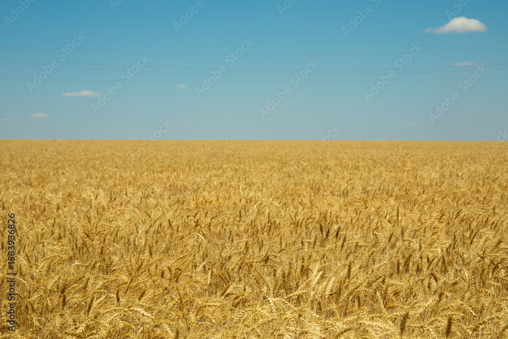 Fototapeta premium Golden wheat field under blue sky