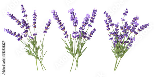 Three lavender bouquets illustration on transparent png background