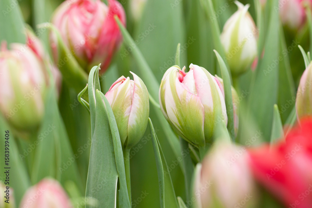 Fototapeta premium wonderful pink double tulips in buds in a park