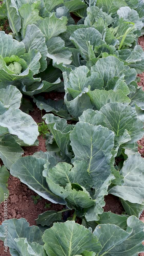 Lush green cabbage heads maturing in expansive agricultural field, showcasing organic farming and fresh produce cultivation Lush green cabbage heads maturing in expansive agricultural field, showcasing organic farming and fresh produce cultivation