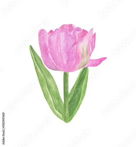 Tender light pink tulip flower with stem and leaves, hand drawn watercolor illustration, single object, simple botanical ornament for greeting cards, packaging, invitations and other design purposes