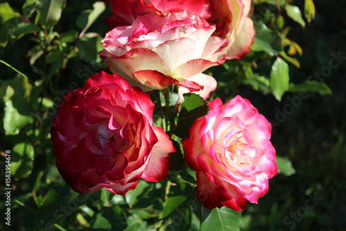 Wallpaper Mural Close-up of vibrant roses in full bloom, showcasing their colorful petals in natural light. Torontodigital.ca