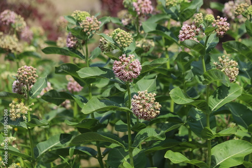 Asclepias syriaca. Green flower buds of a common milkweed.