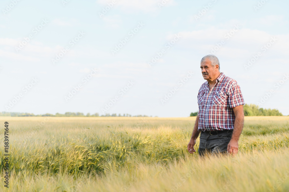 Senior farmer inspecting wheat field at sunset Senior farmer inspecting wheat field at sunset