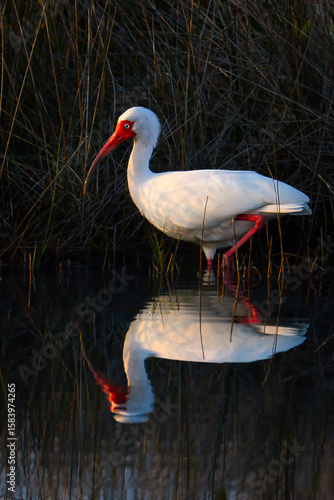 Dawn Reflections of a White Ibis