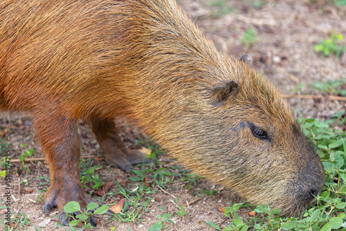 Wallpaper Mural Capybara in pantanal brazil 25 Torontodigital.ca