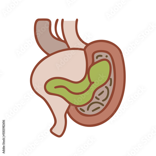 Stylized illustration of the human stomach and intestines