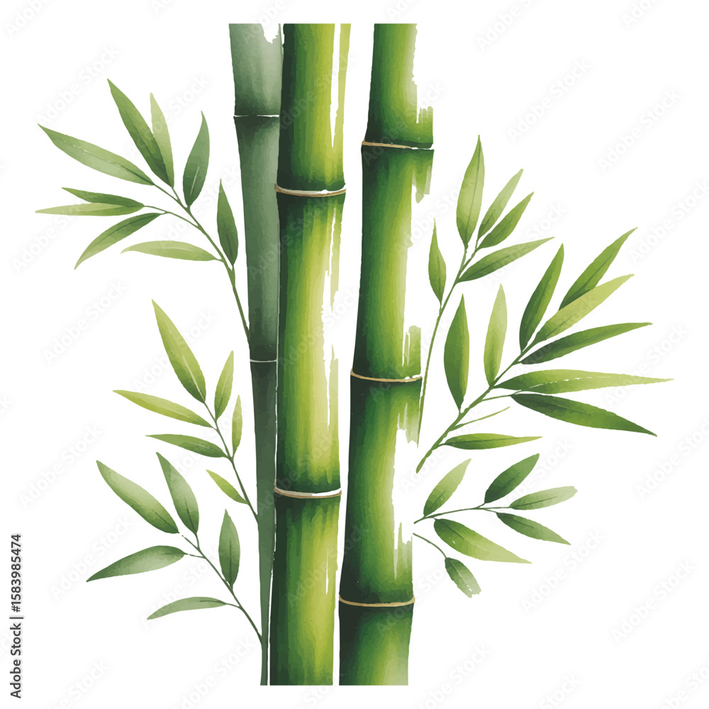 Fototapeta premium A watercolor painting of bamboo stalks and leaves is isolated on white background, showcasing the plants natural beauty