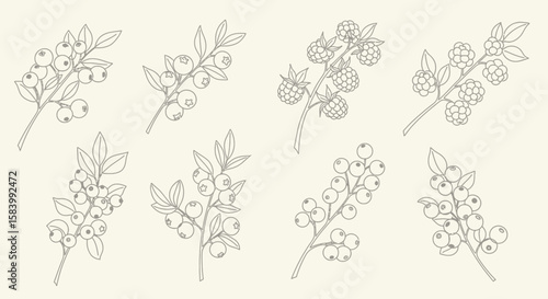 Line Art Berries Blueberries Raspberries More.