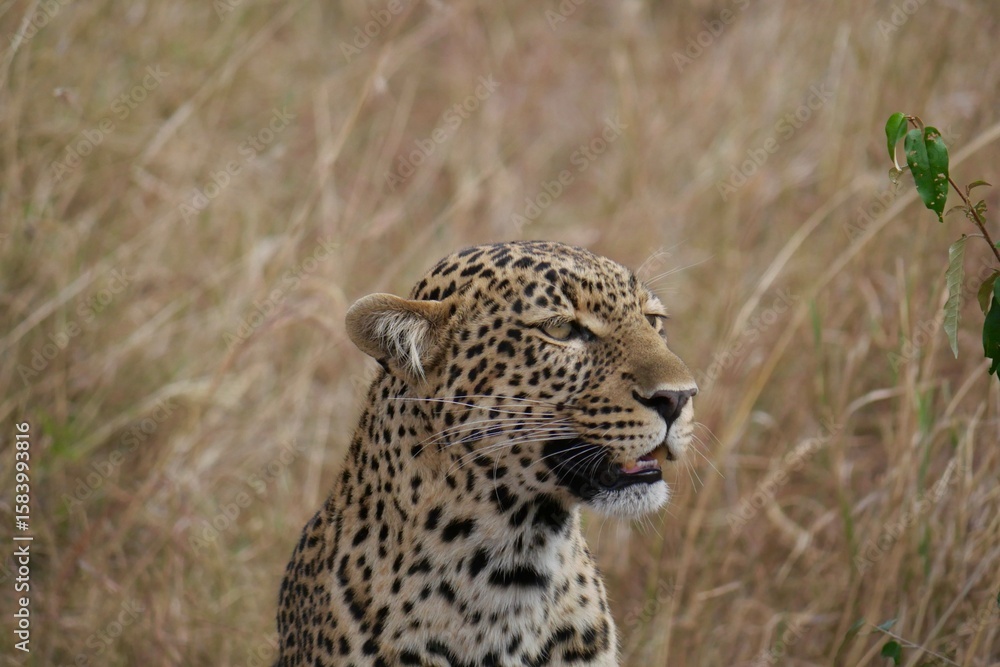 Fototapeta premium Leopard Portrait in the Wild