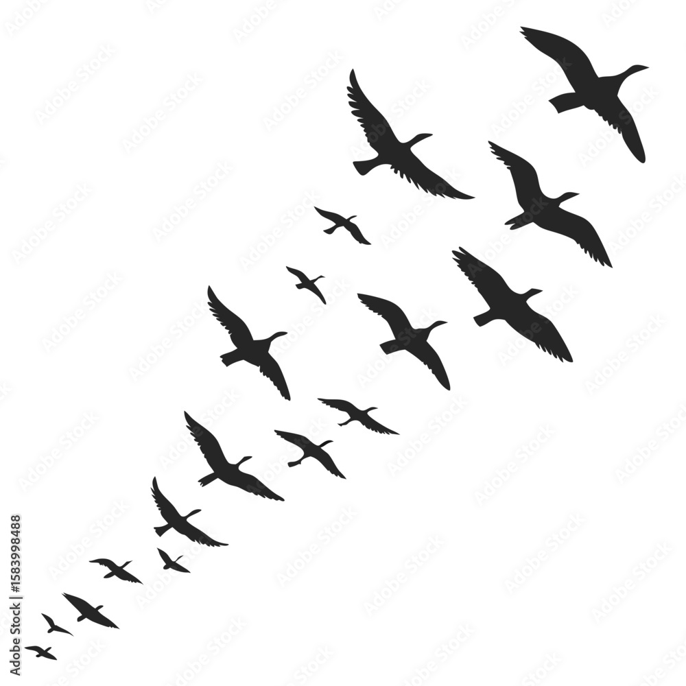 Fototapeta premium Flock of geese silhouettes flying in formation against a white background
