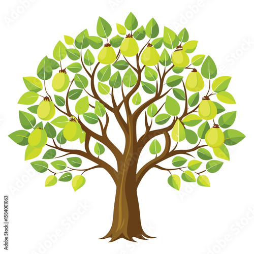 aristocrat callery pear tree