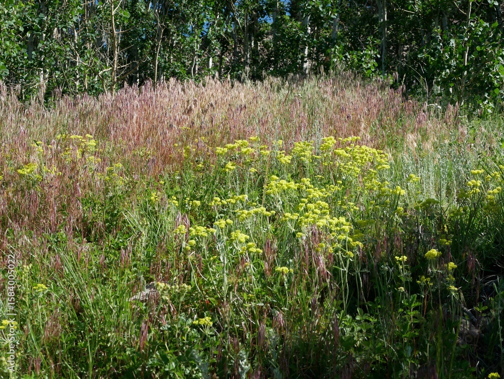 Fototapeta premium Summer Wildflower Meadow with Ripening Grasses on Sugarloaf Mountain Trail, Colorado