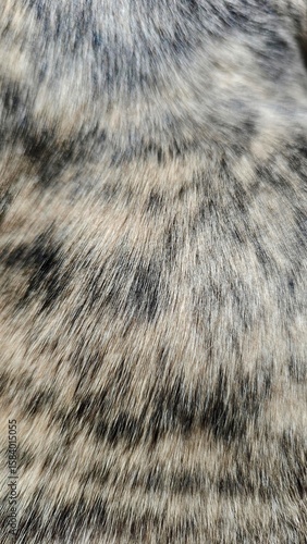 Close-up of brindle whippet dog  fur texture