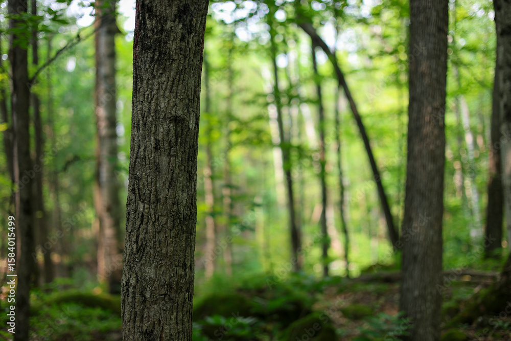 Obraz premium trees in the forest