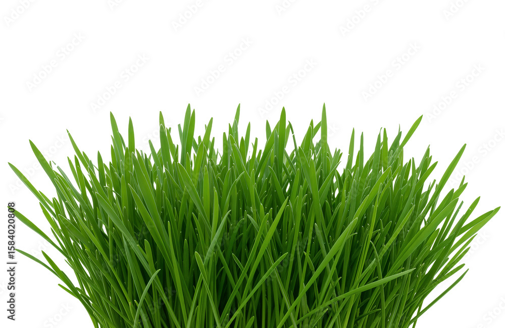 Obraz premium Bunch of fresh vibrant green grass, healthy cereal sprouts, natural vitality, transparent background PNG