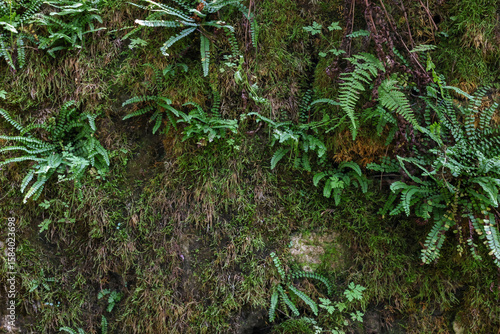 green moss in the forest