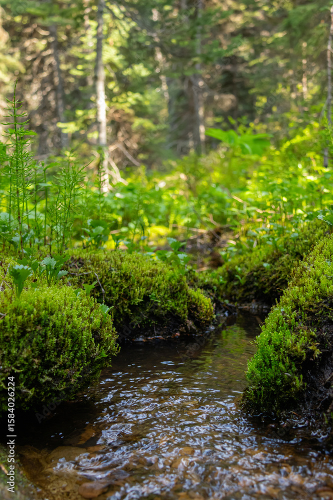 Fototapeta premium Mountain rocky water stream in the summer forest among green mossy rocks and plants.