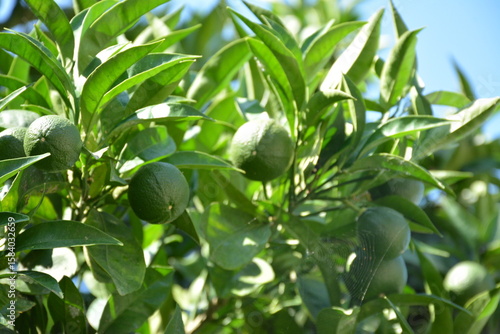 Exotic lemon lime with green fruits on it in the garden