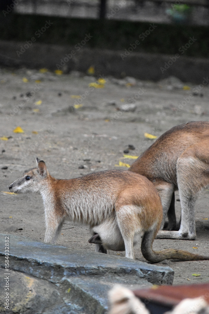 Fototapeta premium mother and baby wallaby