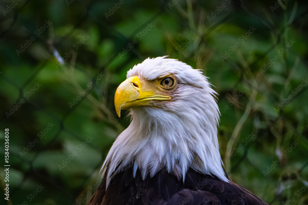 Fototapeta premium portrait of a bald eagle